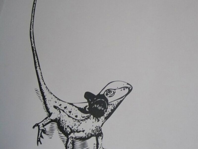 Vinilo decorativo Iguana colombia