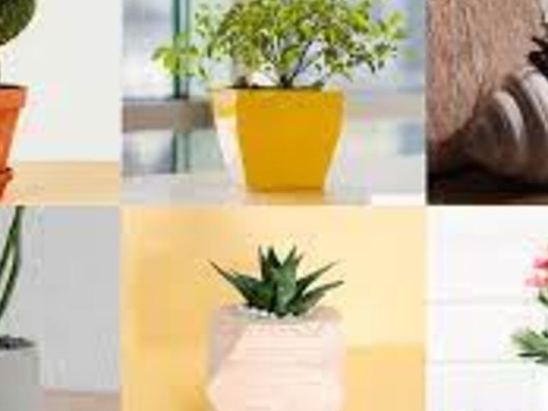 Maceteros para decoración en Colombia 